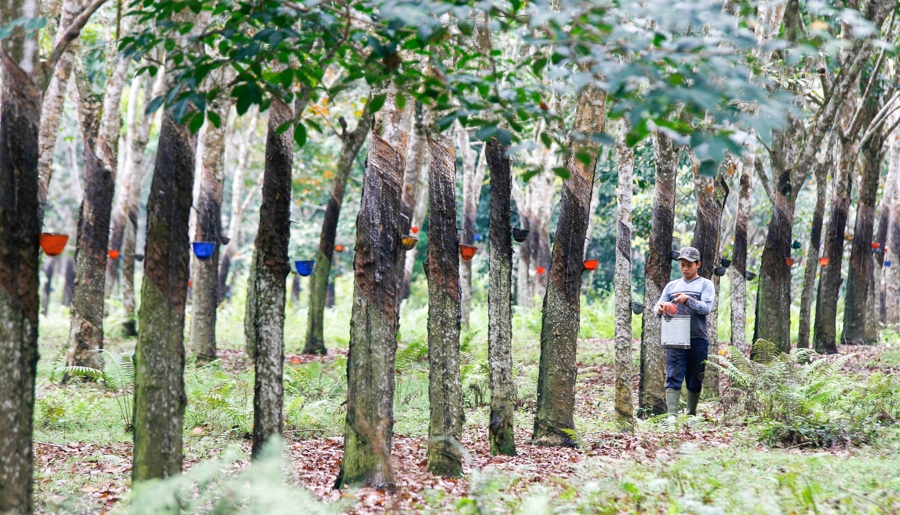 Cambodia: Rubber Prices Could Rise