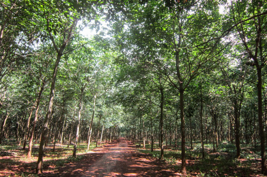 Cambodia: Rubber Smuggling Threatens Industry’s Recovery