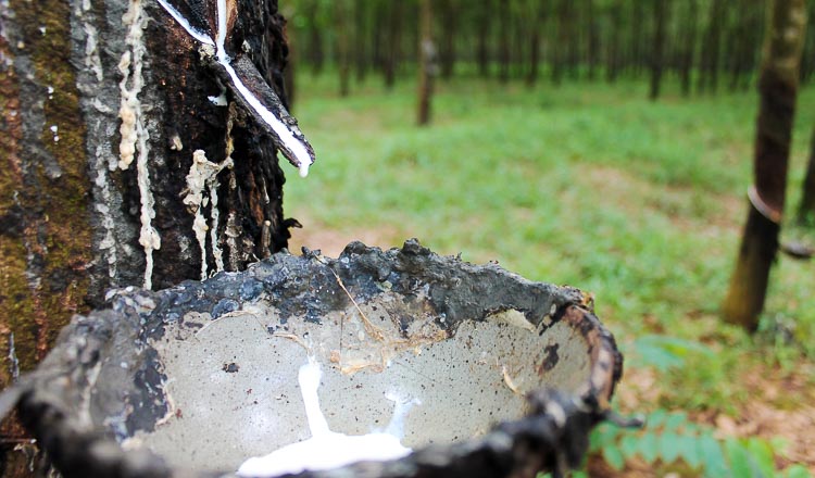 Cambodia: Vietnam asked to invest in rubber