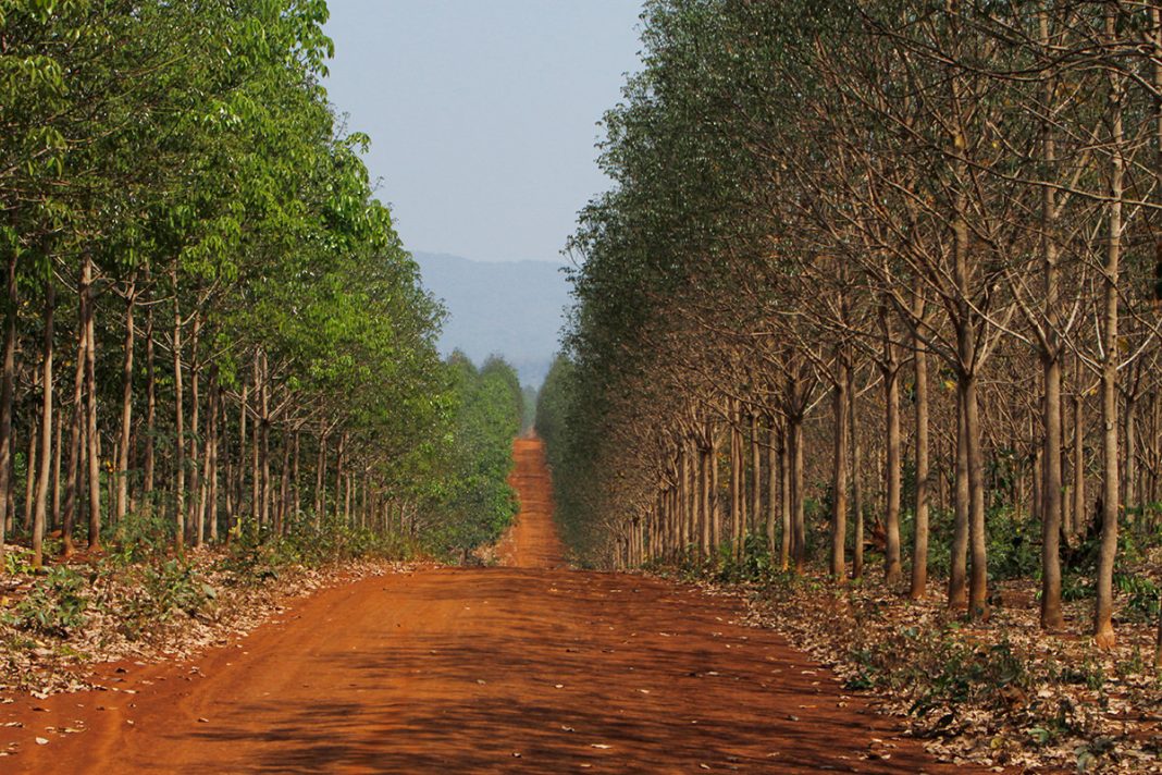 Cambodia’s rubber export up 21 pct in first half of 2018