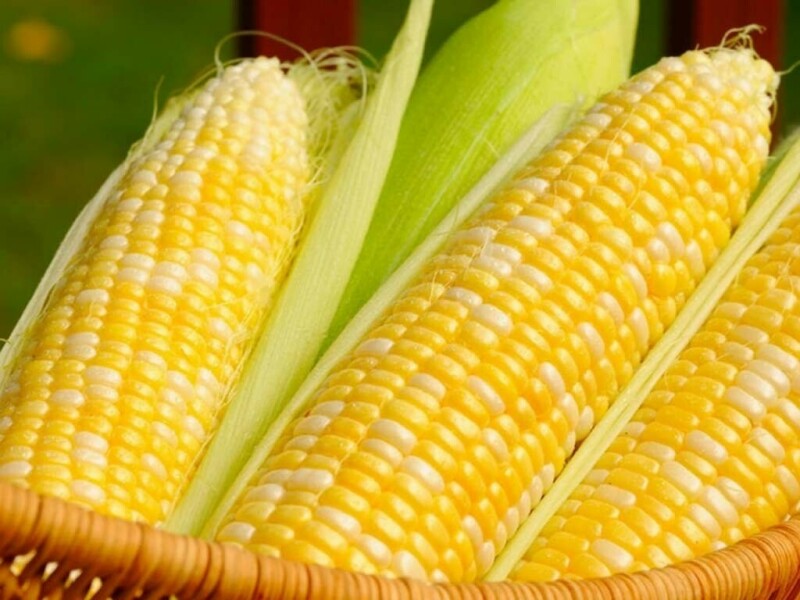 Turkiye to allow 1mn tons of corn imports at 5% tariff to end of year