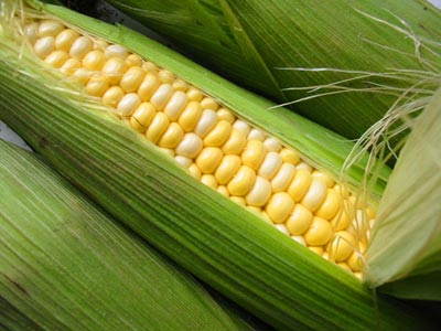 CBOT corn jumps on US plantings outlook, technicals