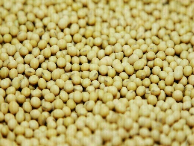 CBOT soybeans may test support at .02-1/4