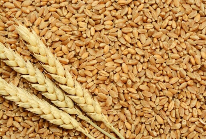 CBOT wheat could test resistance at .64-1/4