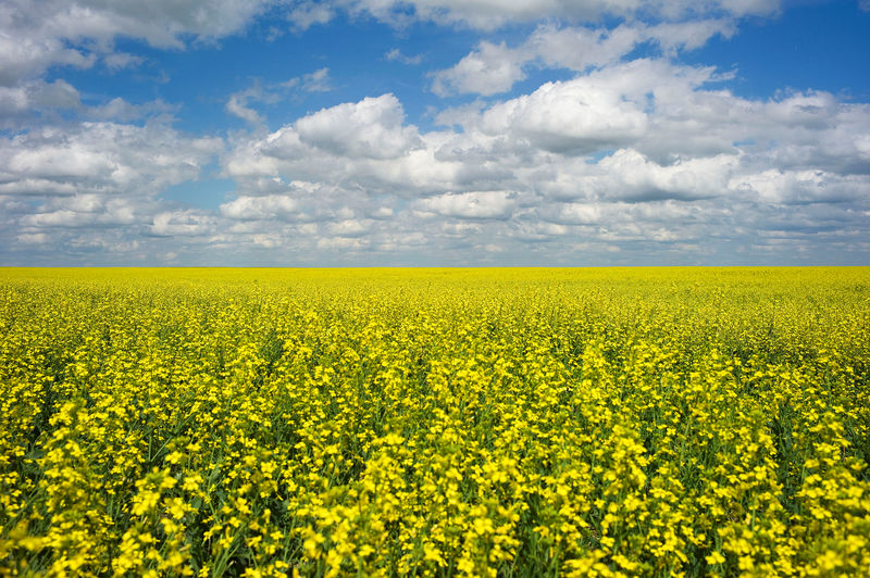 China blocks canola shipments from Canada