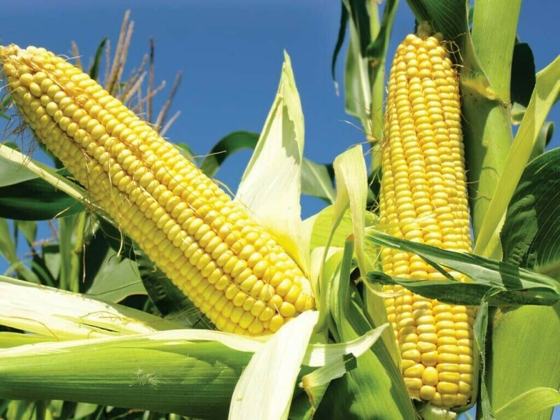 China bought at least 65,000 T Ukrainian corn, traders say