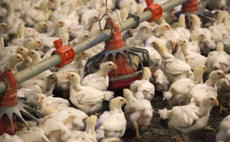 China drops U.S. broiler chicken import duties amid growing trade tensions