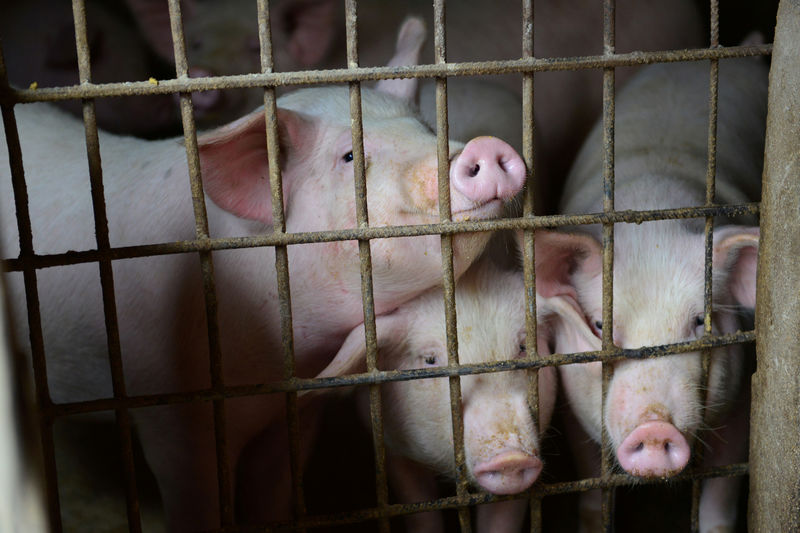 China hog prices hit 14-month high as African swine fever slashes output