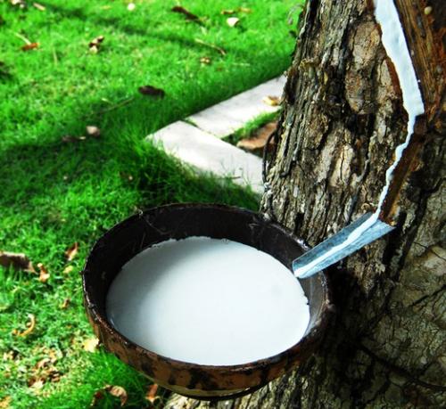 China makes major stride in natural rubber substitution development