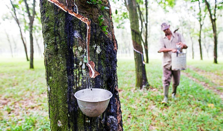 China seeks rubber imports from Cambodia