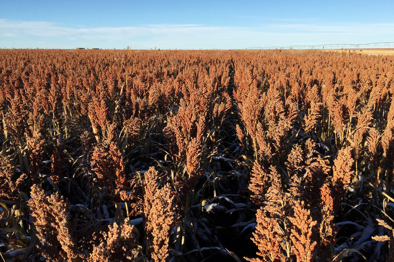 Chinese buyers find tight U.S. sorghum supply after trade spat