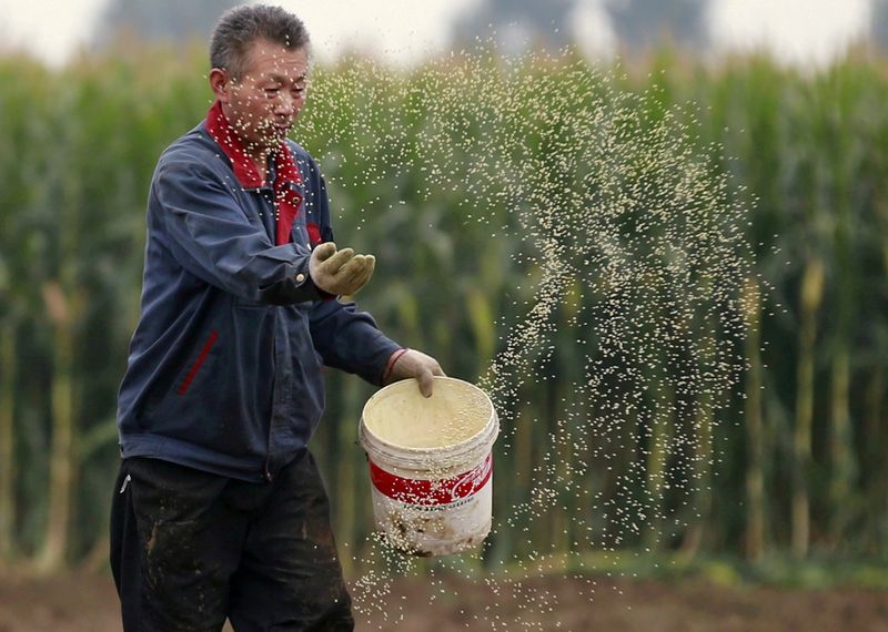 Chinese corn gets cheaper, regains lost share from wheat in feed rations