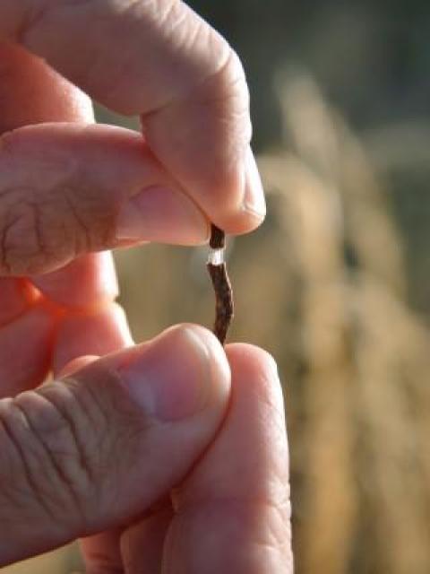 Continental Tire Turns to Dandelions for Easily Accessible Natural Rubber