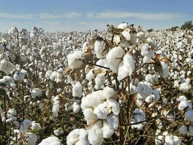 Cotton arrival dips 34.5% year-on-year