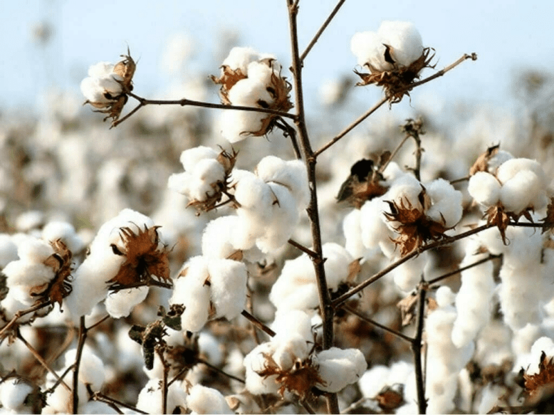 Cotton arrival improves 13.3% in last two weeks of Oct: PCGA