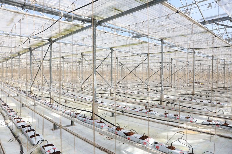 Cucumber crisis: surging energy prices leave British glasshouses empty