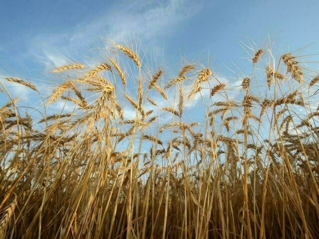 Current rainfall likely to have positive impact on Rabi crops