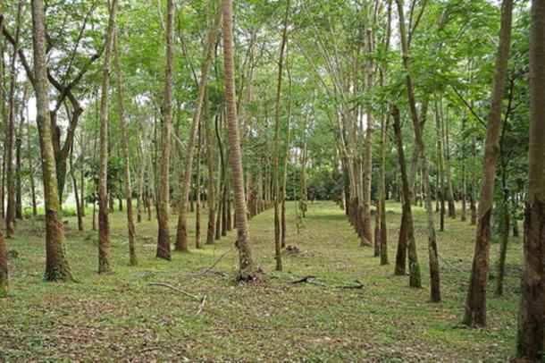 Dip in natural rubber availability hurting domestic tyre production, says ATMA