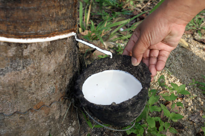 DOSM: Natural rubber production increased 22.3 pct in July 2021