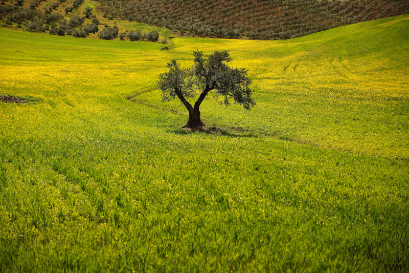 EU to challenge U.S. duties on Spanish olives