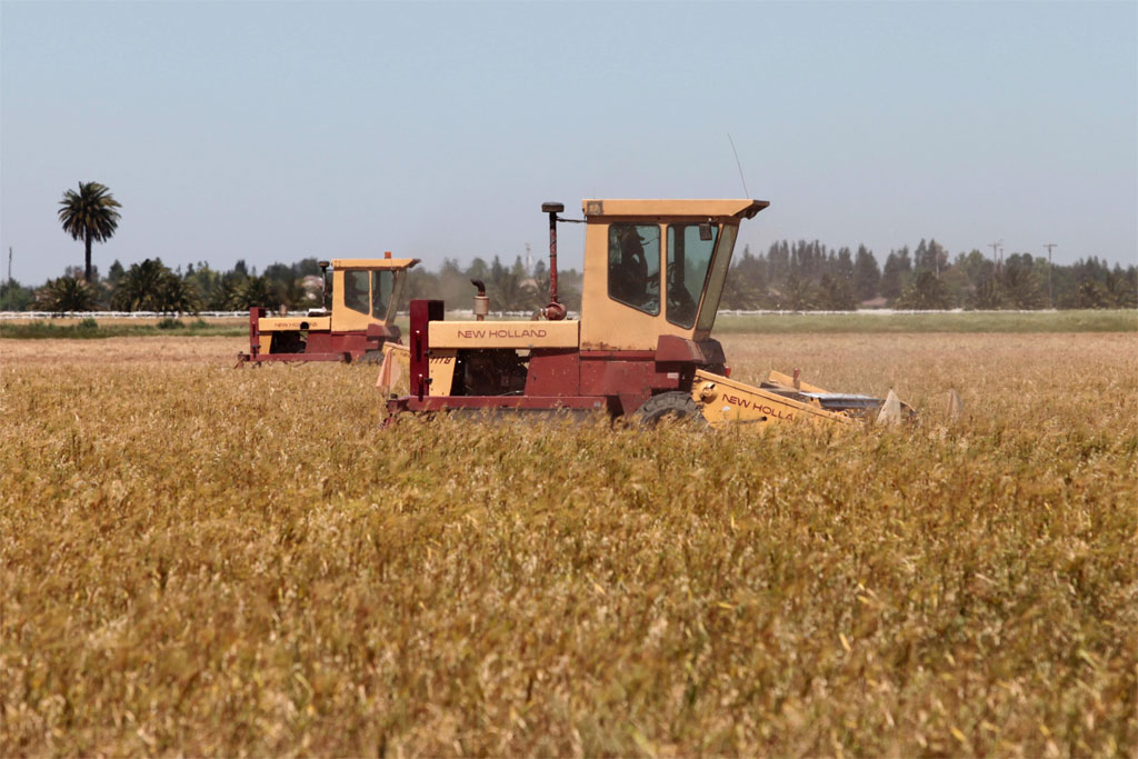 EU wheat falls in light trade in the wake of Chicago