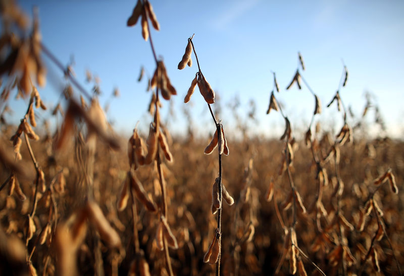 Exclusive: Argentine bid to win access to China soymeal market stalled - chamber