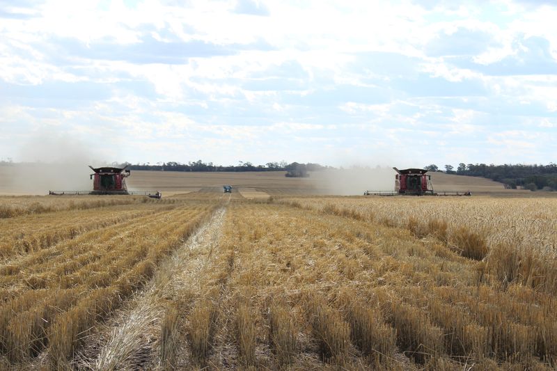 Exclusive-Chinese buyers cancel or postpone Australian wheat buys amid global oversupply