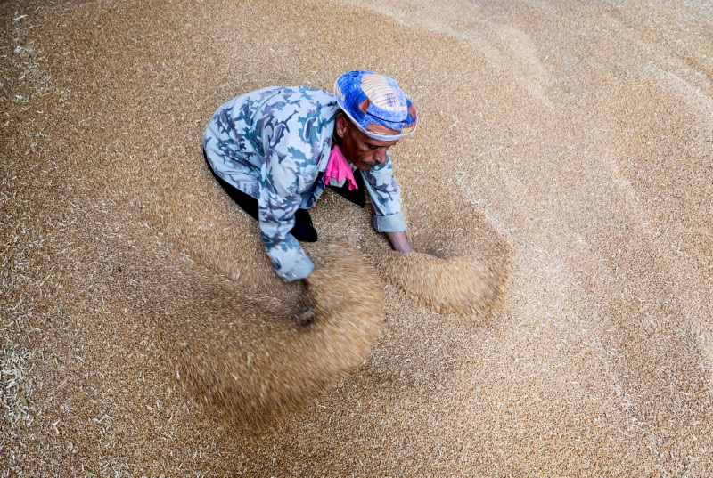 Exclusive-Egypt buys nearly half a million tons of Russian wheat in private deal