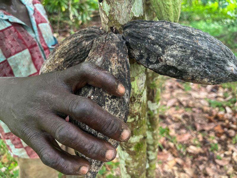 Exclusive-Ivory Coast halts cocoa forward sales as rains hit production