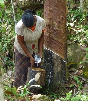 Floods and speculators buoy natural rubber prices