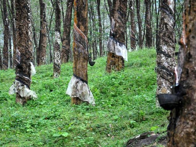 Fortifying rubber wood, naturally