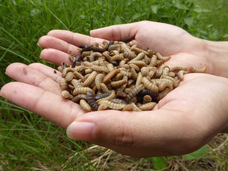 From ashes to fly larvae, new ideas aim to revive farm soil