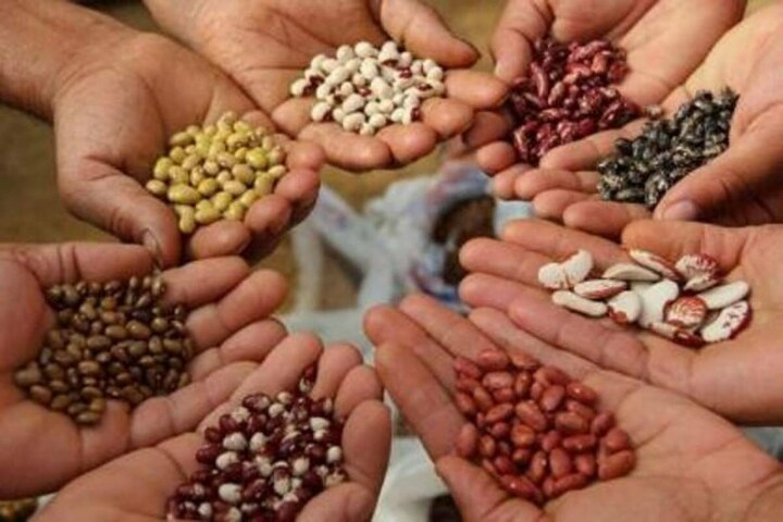 FSC&RD has made local production of imported varieties, hybrids compulsory