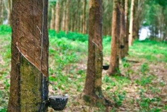 [Geojit Comtrade] Daily report on Natural Rubber: December 6, 2012