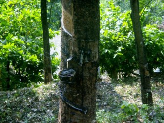 [Geojit Comtrade] Daily report on Natural Rubber: November 26, 2012