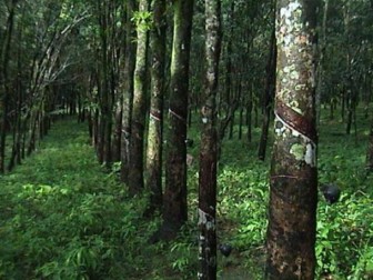 [Vietnam] Natural rubber price in Mong Cai–Dongxing: November 29, 2012