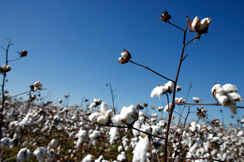 Global Heatwave Pummels Commodities From Texas Cotton to French Power