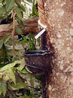 Global rubber output to drop as farmers curtail tapping