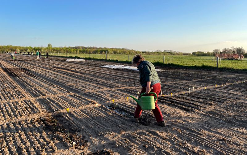 Grow your own, without the digging; Germans snap up pre-planted veg plots