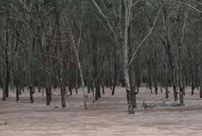 Heavy Flood In Main Rubber Plantation Areas In Southern Thailand And Peninsular Malaysia