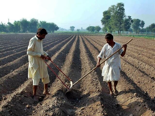 Hybrid seeds hurting chillies production: speakers