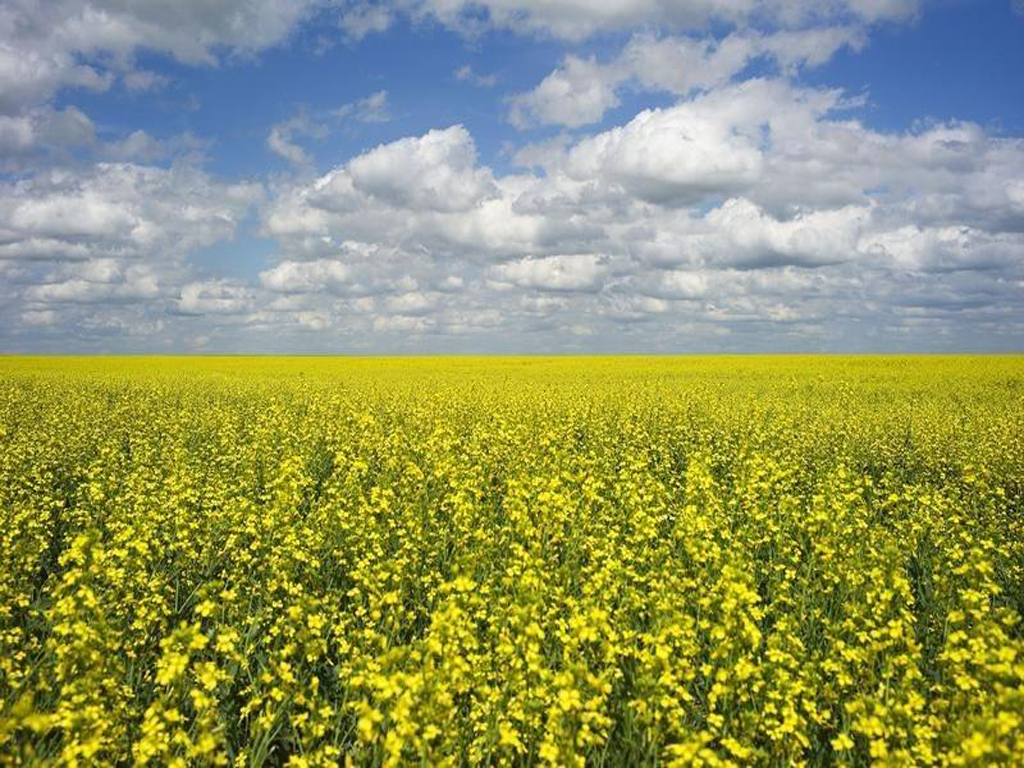 ICE Canada canola futures dip on soy weakness