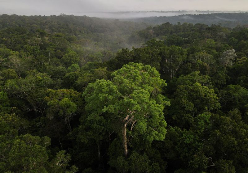 In Brazil, drones take flight in Rio in high-tech reforestation push
