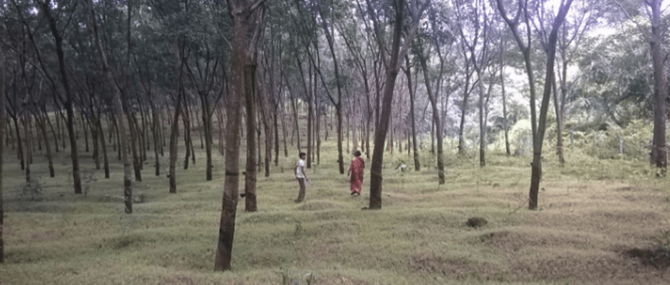 India: Breeding dual purpose rubber trees