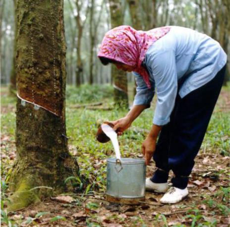 India: Centre examining interests of rubber growers, users to frame balanced rubber policy