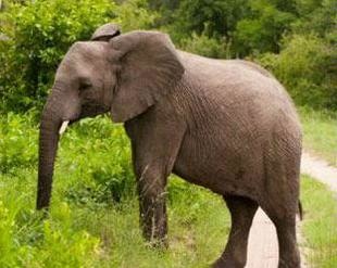 India: Kerala seeks elephants