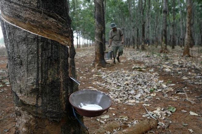 India: Natural rubber imports decline 7% in 2016-17