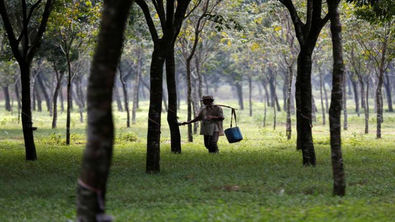 India: Natural rubber production dips to 6.94 lakh tonnes in 2017-18: Govt