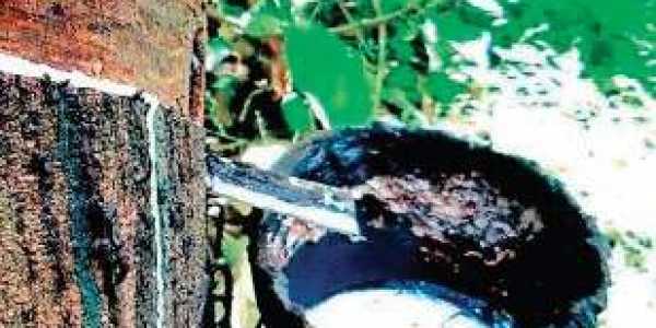 India: Natural rubber stakeholders demand state intervention to ensure steady prices