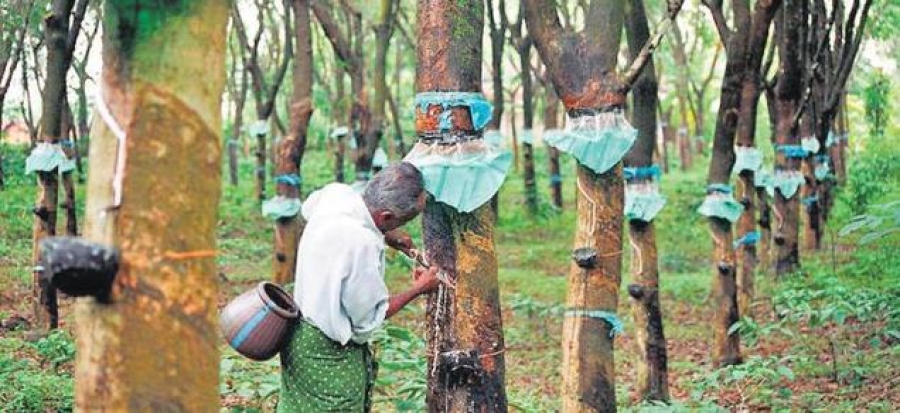 India: Rains hit rubber output